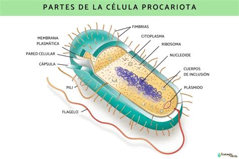 celulas procariotas - celulas